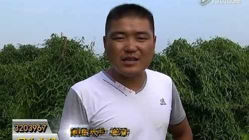 农民神医赵铁柱的最新动态揭秘